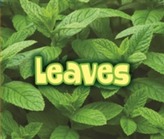  All About Leaves