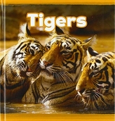  Tigers