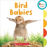  BIRD BABIES