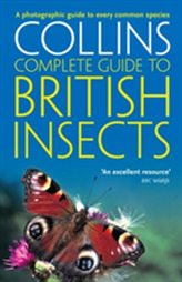  British Insects