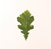  Overleaf