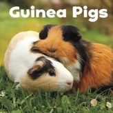 Guinea Pigs