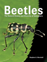 Beetles