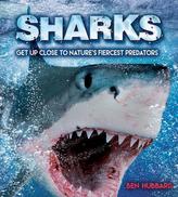  Sharks