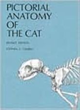  Pictorial Anatomy of the Cat