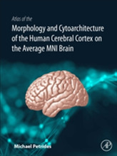  Atlas of the Morphology of the Human Cerebral Cortex on the Average MNI Brain
