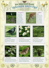  Richmond Park Summer Spotter