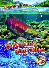  Salmon Migration