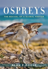  Ospreys