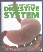  Digestive System