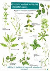  Guide to Ancient Woodland Indicator Plants