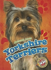  Yorkshire Terriers