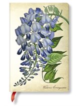  PAINTED BOTANICALS BLOOMING WISTERIA MIN