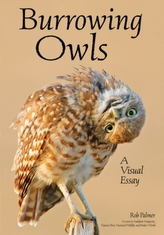 Burrowing Owls