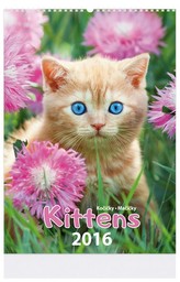 Kittens - nástenný kalendář 2016