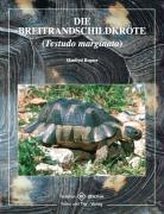 Breitrandschildkröte
