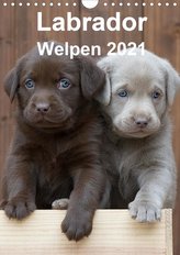 Labrador Welpen (Wandkalender 2021 DIN A4 hoch)