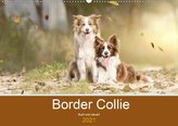 Border Collie - Bunt und clever! (Wandkalender 2021 DIN A2 quer)