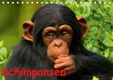 Schimpansen (Tischkalender 2021 DIN A5 quer)