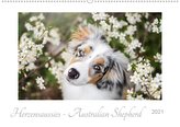 Herzensaussies - Australian Shepherd (Wandkalender 2021 DIN A2 quer)