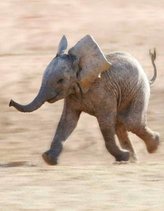 Elephants