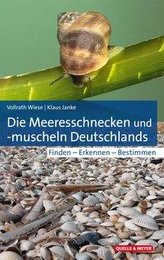 Die Meeresschnecken und -muscheln Deutschlands
