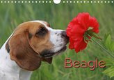 Beagle (Wandkalender 2021 DIN A4 quer)