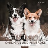 Welsh Corgi Cardigan und Pembroke