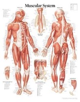 Muscular System Male Chart Laminated Wall Chart