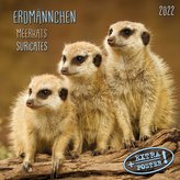 Erdmännchen - Merkats - Suricates 2022 Artwork