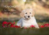 Hovawart - Auf vier Pfoten durch das Jahr (Wandkalender 2022 DIN A4 quer)