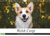 Welsh Corgi - Der Kobold unter den Hunden (Wandkalender 2022 DIN A4 quer)