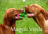 Magyar Vizsla (Wandkalender 2022 DIN A4 quer)