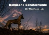 Belgische Schäferhunde - Der Malinois im Licht (Wandkalender 2022 DIN A4 quer)