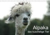 Alpaka, das kuschelige Tier (Wandkalender 2022 DIN A4 quer)