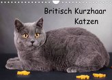 Britisch Kurzhaar Katzen (Wandkalender 2022 DIN A4 quer)