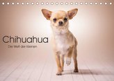 Chihuahua - Die Welt der Kleinen (Tischkalender 2022 DIN A5 quer)