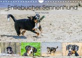 Entlebucher Sennenhund - treue Freunde (Wandkalender 2022 DIN A4 quer)