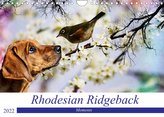 Rhodesian Ridgeback - Moments (Wandkalender 2022 DIN A4 quer)