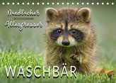 Waschbär - Niedlicher Allesfresser (Tischkalender 2022 DIN A5 quer)