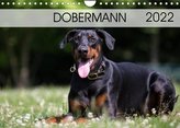 Dobermann 2022 (Wandkalender 2022 DIN A4 quer)