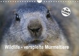 Wildlife - Verspielte Murmeltiere (Wandkalender 2022 DIN A4 quer)