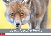 Bezaubernder Fuchs - ein Freund auf leisen Sohlen (Wandkalender 2021 DIN A4 quer)