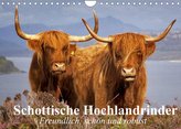 Schottische Hochlandrinder. Freundlich, schön und robust (Wandkalender 2022 DIN A4 quer)