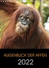 Augenblick der Affen 2022 (Wandkalender 2022 DIN A4 hoch)