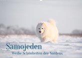Samojeden - Liebenswerte Fellkugeln (Wandkalender 2022 DIN A2 quer)
