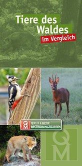 Tiere des Waldes im Vergleich
