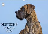 Deutsche Dogge 2022 (Premium, hochwertiger DIN A2 Wandkalender 2022, Kunstdruck in Hochglanz)