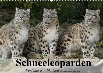 Schneeleoparden. Perfekte Raubkatzen-Schönheiten (Wandkalender 2022 DIN A2 quer)