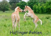 Haflinger Fohlen (Wandkalender 2022 DIN A4 quer)